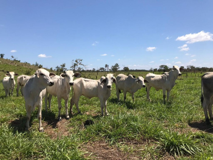 Finca de 4,876 manzanas en Venta en Petén - Miniatura 11