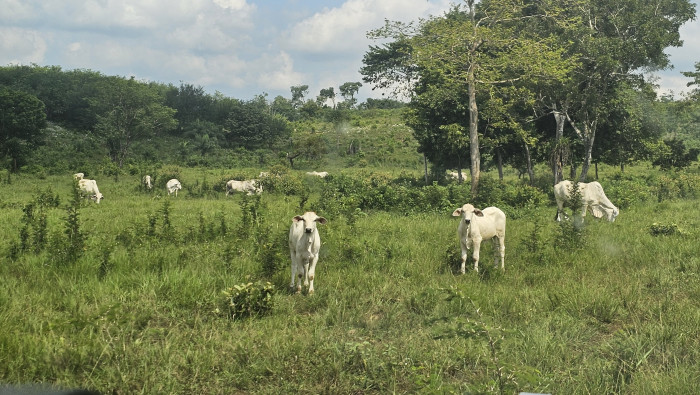 Finca de 4,876 manzanas en Venta en Petén - Miniatura 24