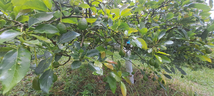 Terreno 1 manzana en venta en Santiago Sacatepequez - Miniatura 11