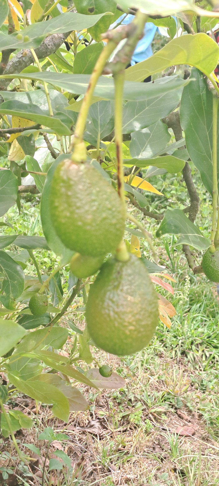 Terreno 1 manzana en venta en Santiago Sacatepequez - Miniatura 13