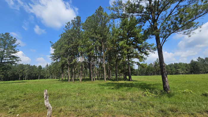 Finca de 4,876 manzanas en Venta en Petén - Miniatura 18