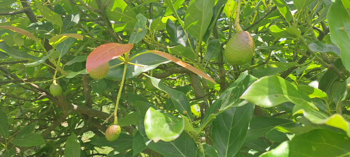 Terreno 1 manzana en venta en Santiago Sacatepequez - Miniatura 16