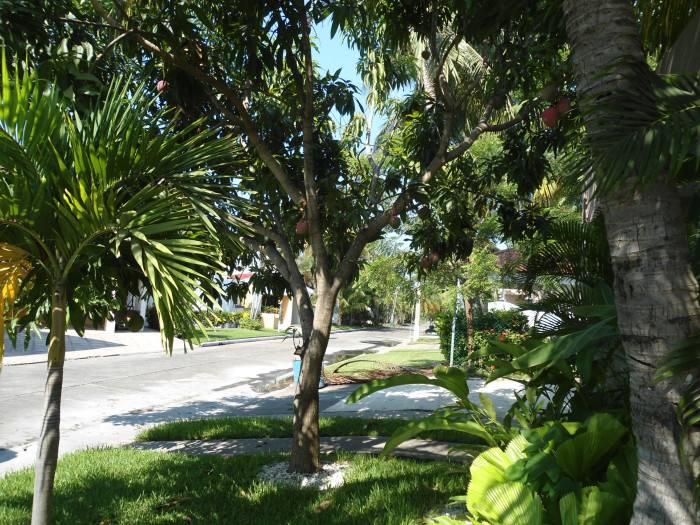 Image 4