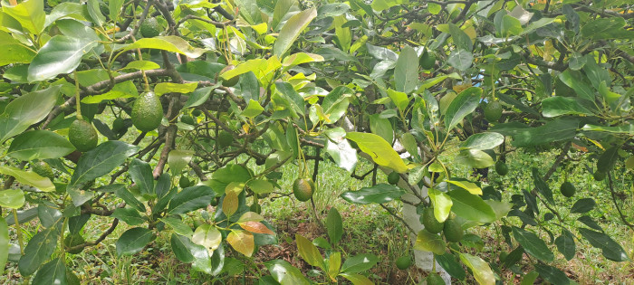 Terreno 1 manzana en venta en Santiago Sacatepequez - Miniatura 10