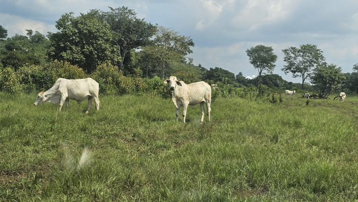 Finca de 4,876 manzanas en Venta en Petén - Miniatura 18