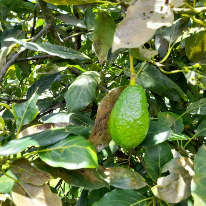 Image 4