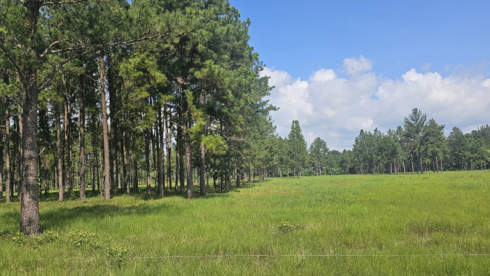 Finca de 4,876 manzanas en Venta en Petén - Miniatura 11