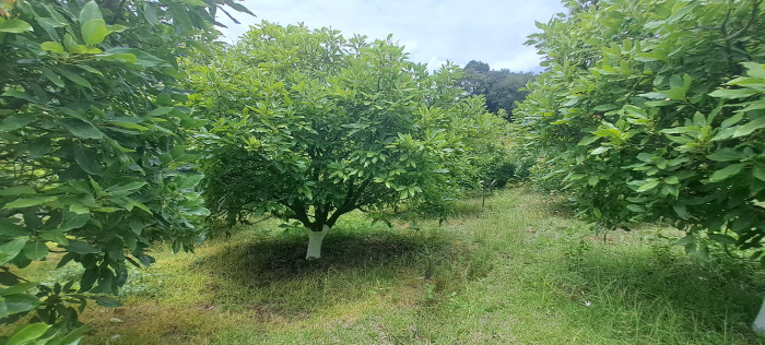 Terreno 1 manzana en venta en Santiago Sacatepequez - Miniatura 22