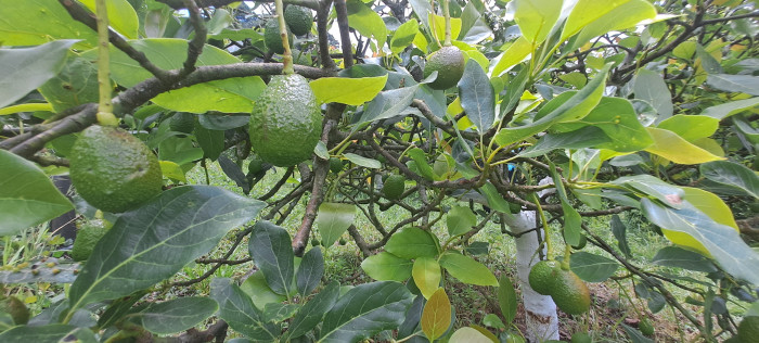 Terreno 1 manzana en venta en Santiago Sacatepequez - Miniatura 12