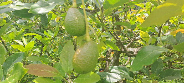 Terreno 1 manzana en venta en Santiago Sacatepequez - Miniatura 14