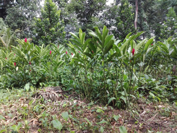 Finca en venta 8.5 manzanas Mazatenango Suchitepéquez - Miniatura 5