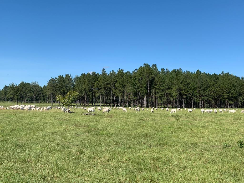 Finca de 4,876 manzanas en Venta en Petén - Miniatura 8